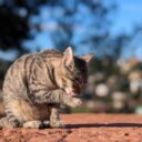 Understanding Your Cat’s Behavior in 2026: What Their Actions Really Mean