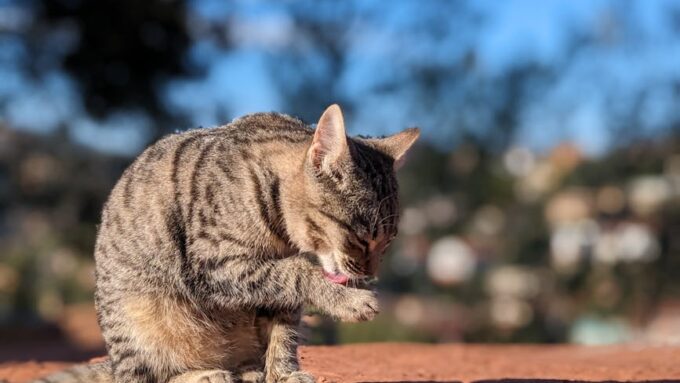 Understanding Your Cat’s Behavior in 2026: What Their Actions Really Mean