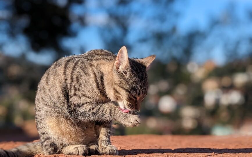 Understanding Your Cat’s Behavior in 2026: What Their Actions Really Mean