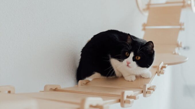 How to Build a DIY Cat Playground in Your Backyard