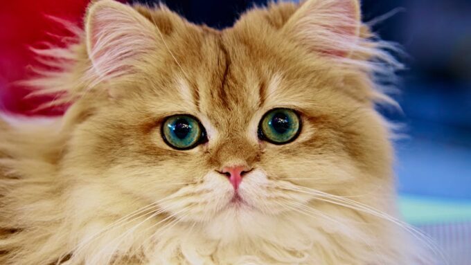 15 Best Cat Breeds for Apartment Living in 2026