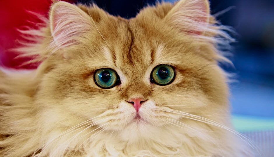 15 Best Cat Breeds for Apartment Living in 2026