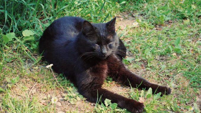 5 Cat Myths Debunked: What You Really Need to Know