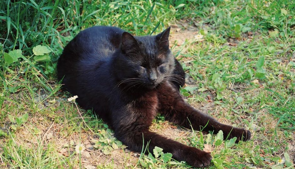 5 Cat Myths Debunked: What You Really Need to Know