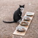 Cat Nutrition Unlocked: The Ultimate Guide to Feeding Your Feline in 2026
