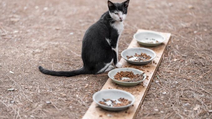 Cat Nutrition Unlocked: The Ultimate Guide to Feeding Your Feline in 2026