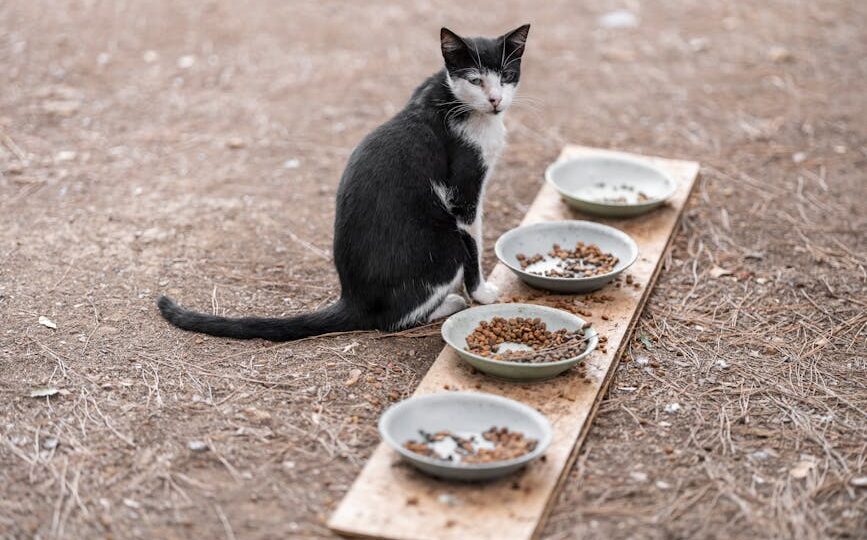 Cat Nutrition Unlocked: The Ultimate Guide to Feeding Your Feline in 2026