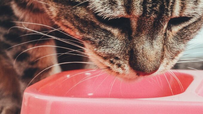 The Ultimate Guide to Cat Nutrition: What to Feed Your Feline in 2026