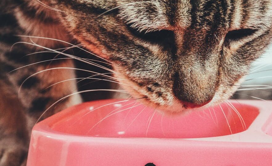 The Ultimate Guide to Cat Nutrition: What to Feed Your Feline in 2026