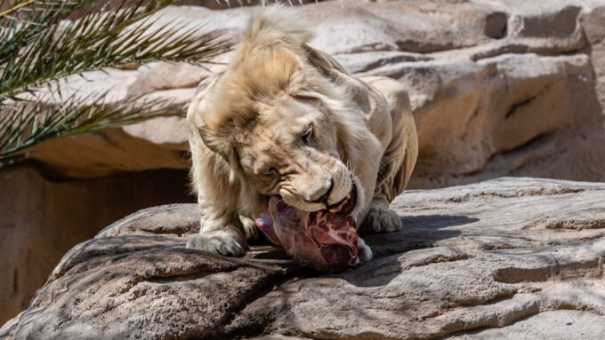 The Pros and Cons of Raw Diets for Cats in 2026