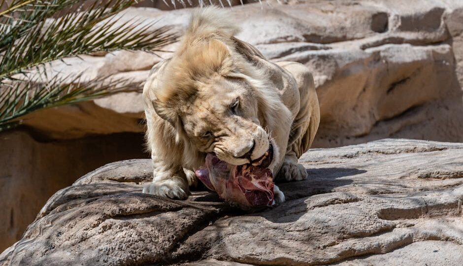 The Pros and Cons of Raw Diets for Cats in 2026