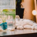 Top 10 Cat-Friendly Plants for Your Home in 2026