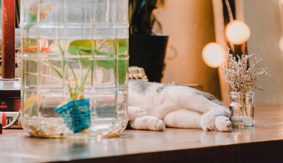 Top 10 Cat-Friendly Plants for Your Home in 2026