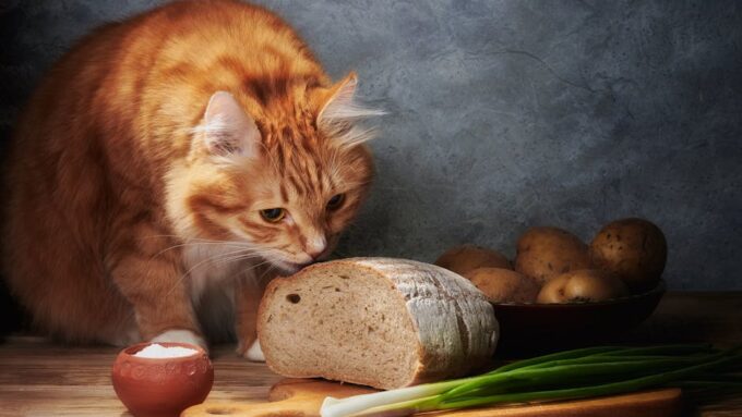 7 Ways to Encourage Healthy Weight in Your Cat
