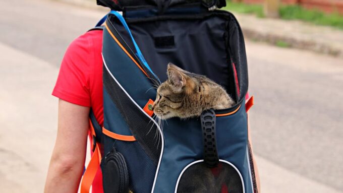 A Complete Guide to Traveling with Your Cat