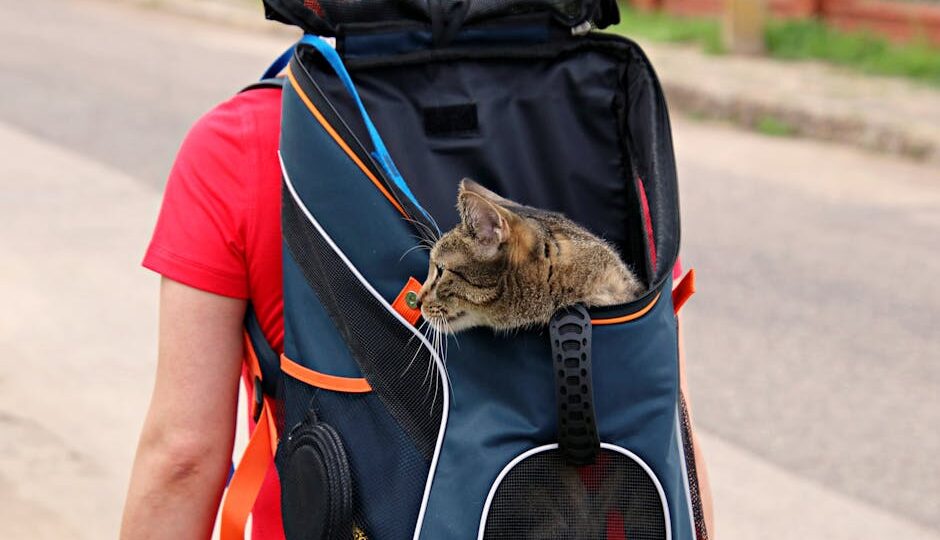 A Complete Guide to Traveling with Your Cat