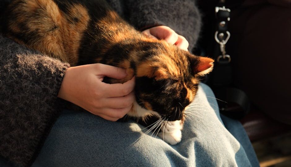 10 Things You Didn’t Know About Cat Behavior