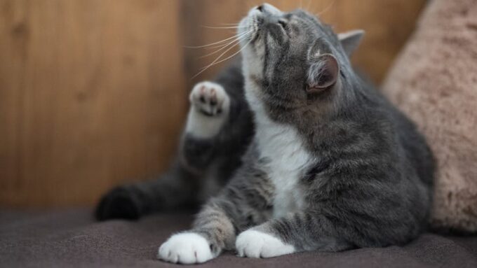 How to Recognize and Treat Common Cat Allergies