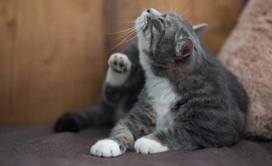 How to Recognize and Treat Common Cat Allergies