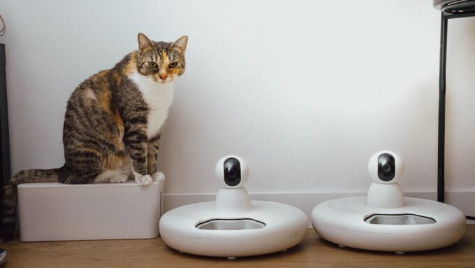 The Top 12 Products Every Cat Owner Needs in 2026
