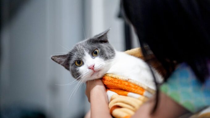 How to Help Your Cat Cope with Anxiety and Stress