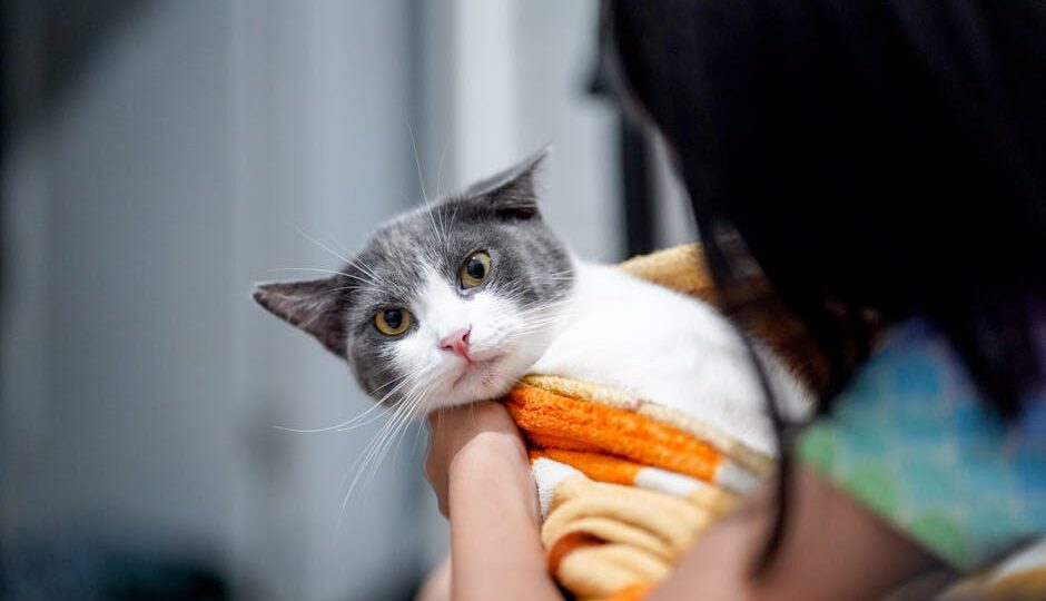 How to Help Your Cat Cope with Anxiety and Stress