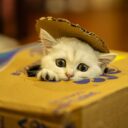 How to Choose the Right Cat Litter for Your Feline