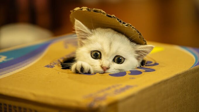 How to Choose the Right Cat Litter for Your Feline