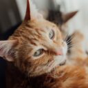 Why Spaying and Neutering Your Cat is Crucial in 2026