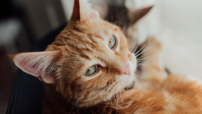 Why Spaying and Neutering Your Cat is Crucial in 2026