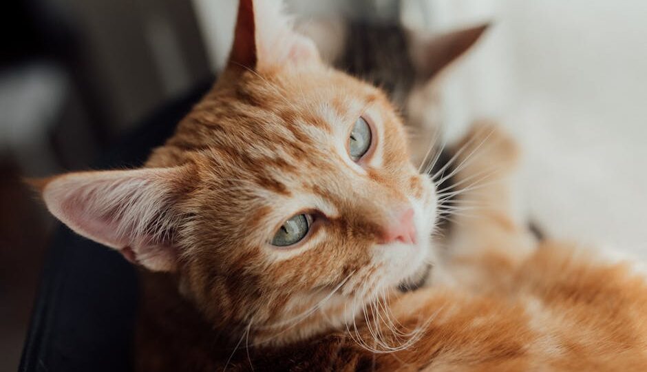 Why Spaying and Neutering Your Cat is Crucial in 2026