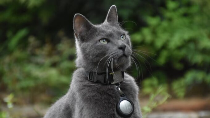 The Future of Cat Care: Innovations to Look Out for in 2027