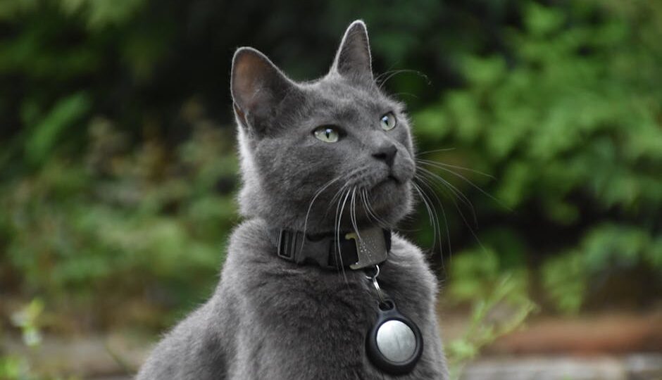 The Future of Cat Care: Innovations to Look Out for in 2027