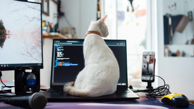 The Best High-Tech Gadgets for Cats in 2026