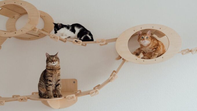 How to Create a Fun and Stimulating Environment for Indoor Cats