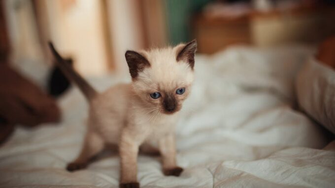 How to Prepare Your Home for a New Kitten