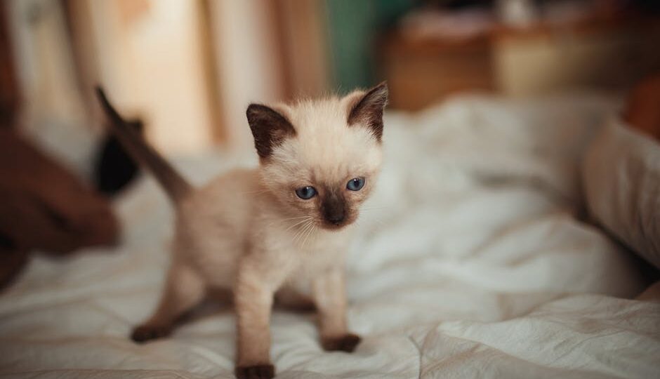 How to Prepare Your Home for a New Kitten