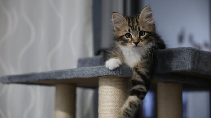 7 Mistakes to Avoid When Introducing a Kitten to Your Home