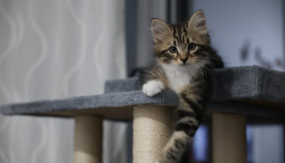 7 Mistakes to Avoid When Introducing a Kitten to Your Home