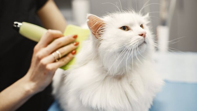8 Essential Tips for Grooming Your Long-Haired Cat