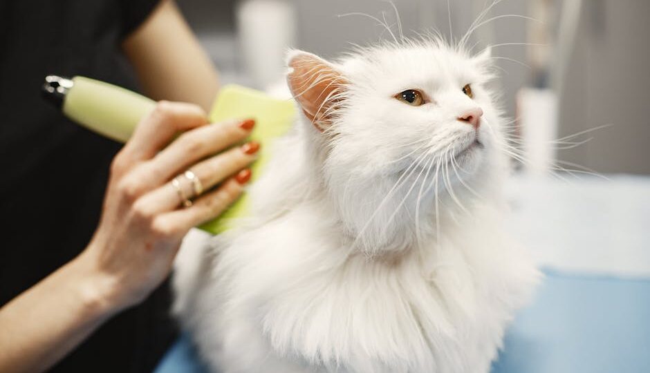8 Essential Tips for Grooming Your Long-Haired Cat