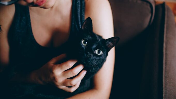 The Health Benefits of Owning a Cat: What Science Says