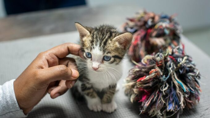Why Fostering Kittens Can Be Life-Changing in 2026