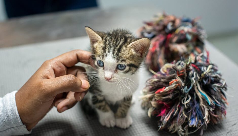 Why Fostering Kittens Can Be Life-Changing in 2026