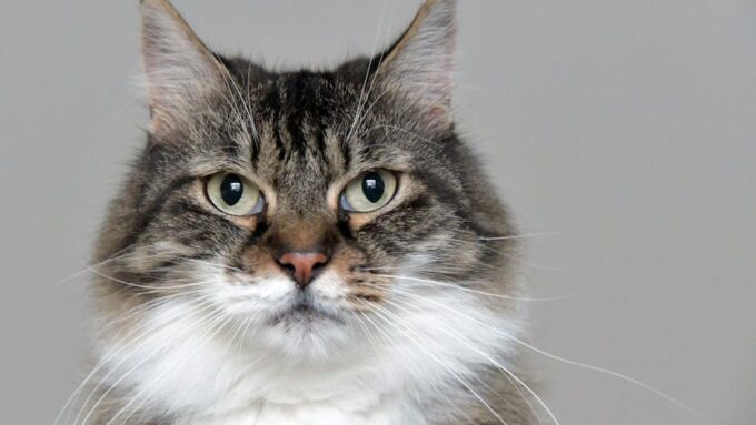 Why Adopting Older Cats in 2026 Matters More Than You Think
