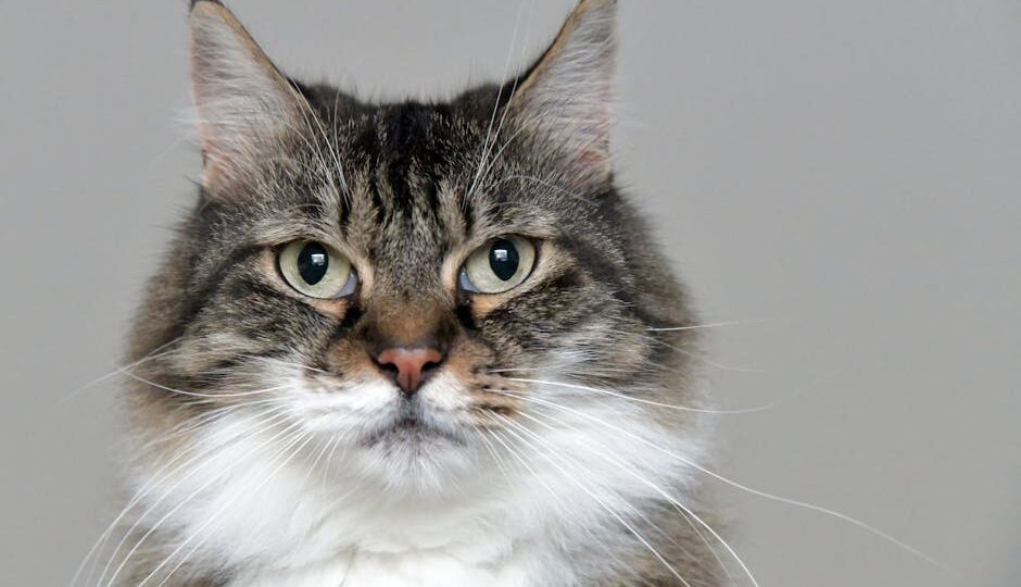 Why Adopting Older Cats in 2026 Matters More Than You Think