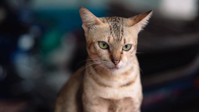 10 Signs Your Cat is Secretly Unhappy and How to Fix It