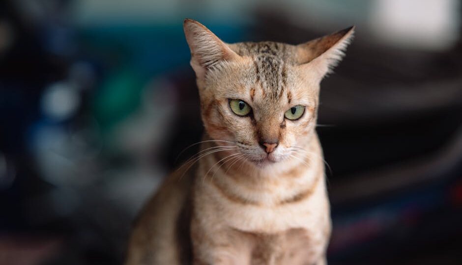 10 Signs Your Cat is Secretly Unhappy and How to Fix It