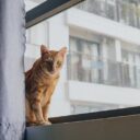 Creating a Cat-Friendly Urban Oasis: Transform Your Apartment for Feline Bliss in 2026