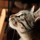 The Feline Mind: Unlocking the Secrets of Cat Intelligence in 2026